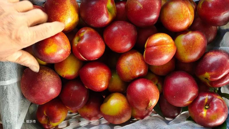 【热卖】精品陆地中油油桃4号油桃，商超品种齐全果园直发