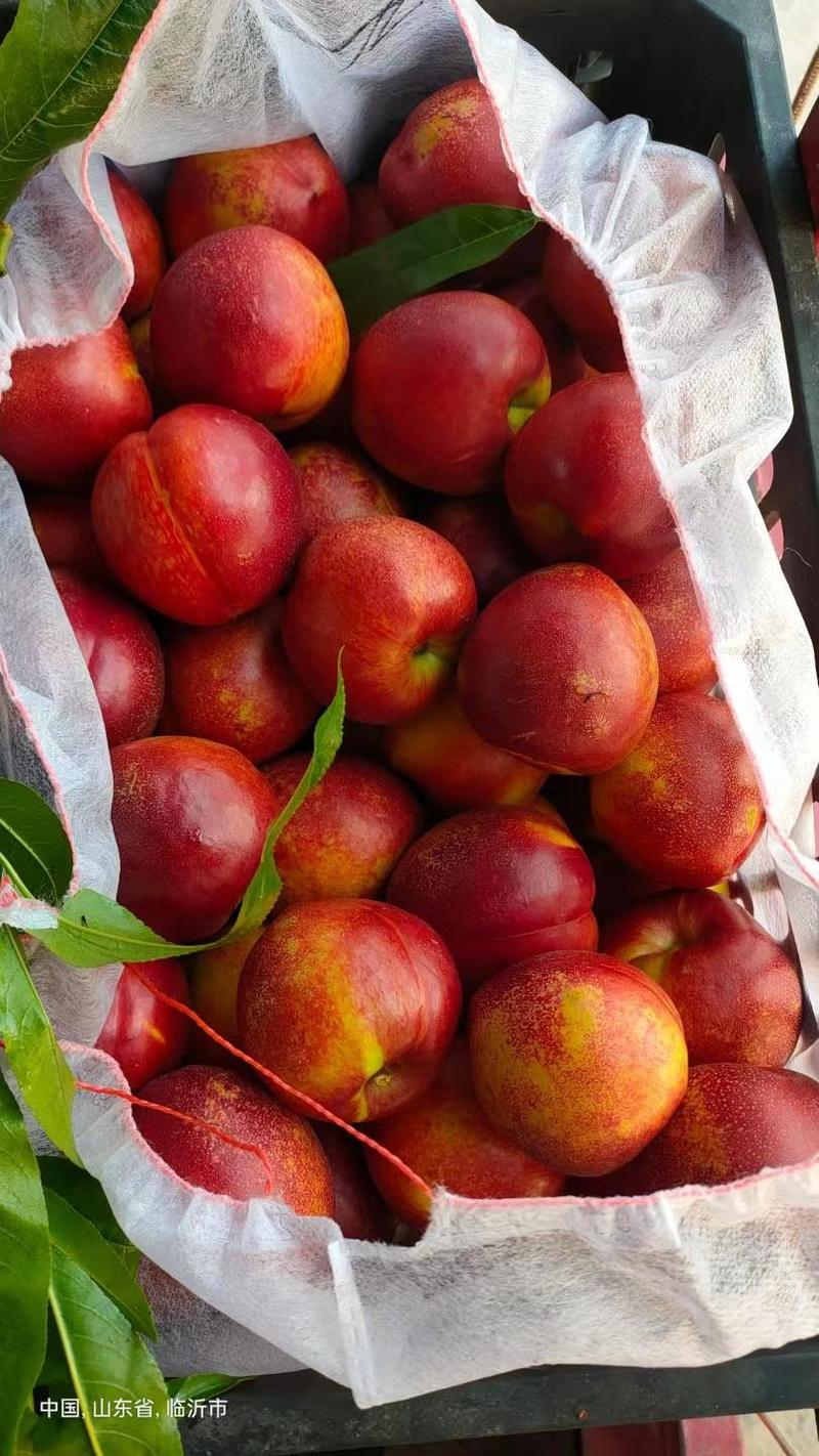 【热卖】精品陆地中油油桃4号油桃，商超品种齐全果园直发