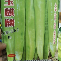 辣椒种子玉麒麟黄皮尖椒，果色黄亮，抗热，耐湿，