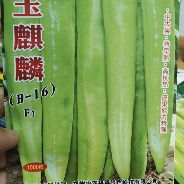 辣椒种子玉麒麟黄皮尖椒，果色黄亮，抗热，耐湿，