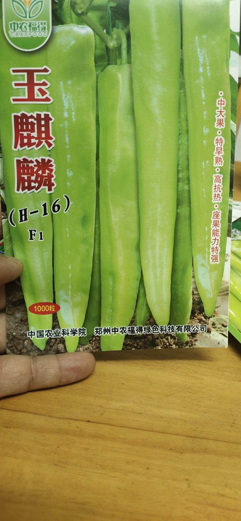 辣椒种子玉麒麟黄皮尖椒，果色黄亮，抗热，耐湿，