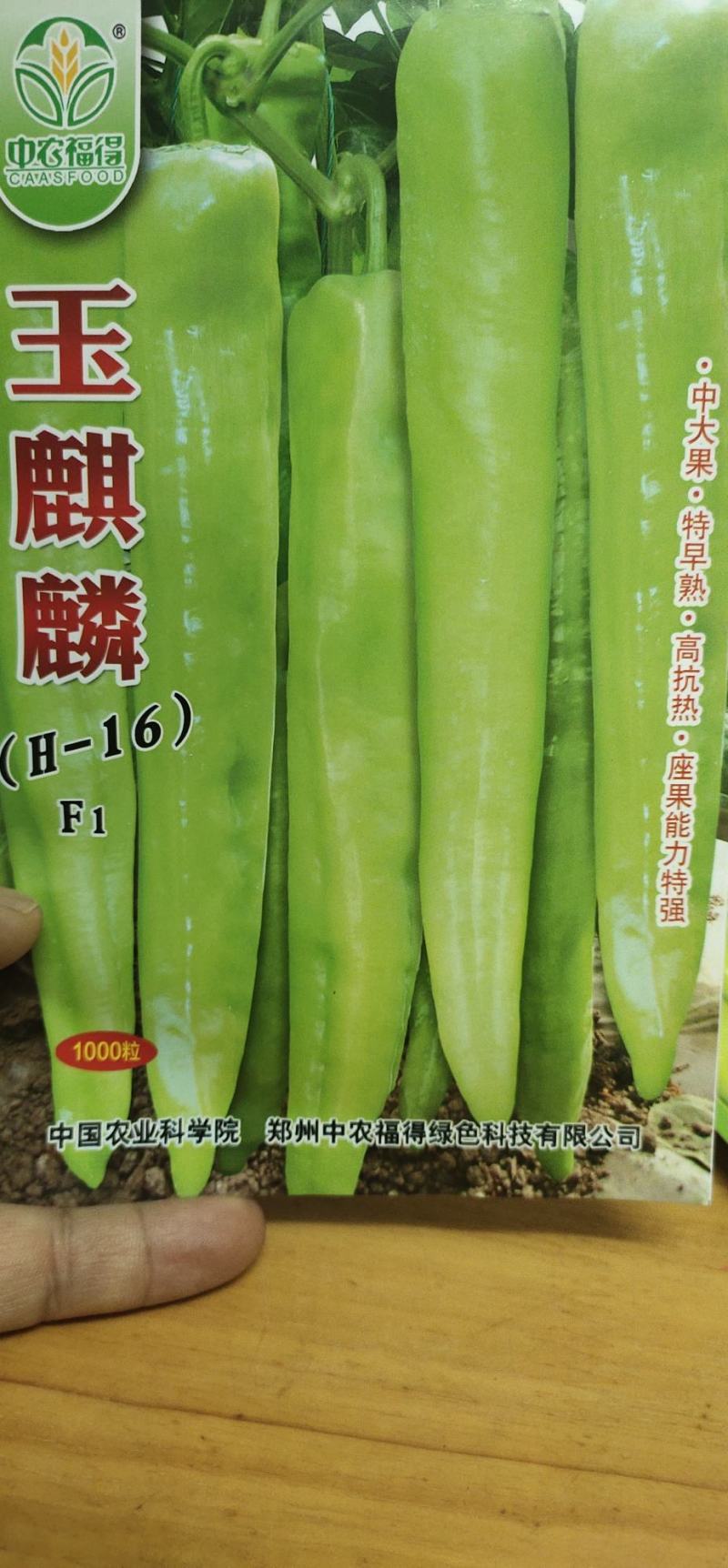 辣椒种子玉麒麟黄皮尖椒，果色黄亮，抗热，耐湿，