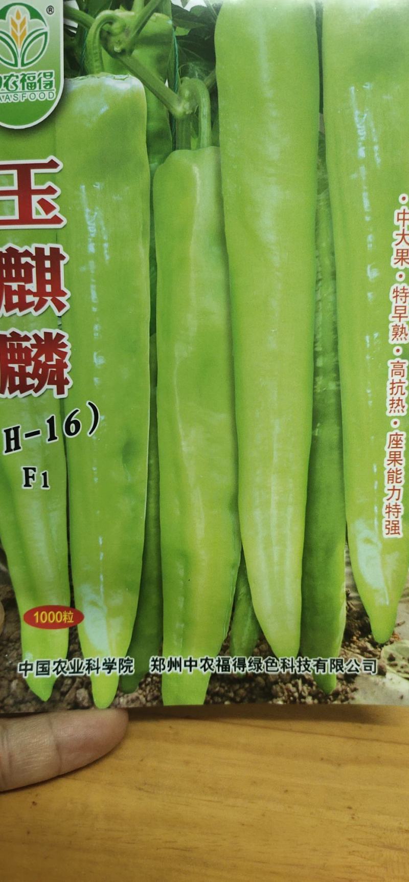 辣椒种子玉麒麟黄皮尖椒，果色黄亮，抗热，耐湿，