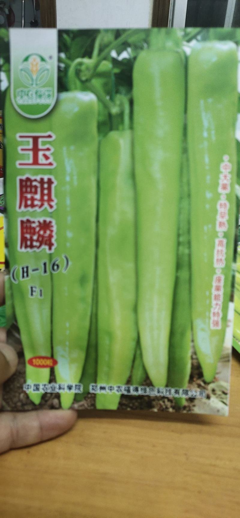 辣椒种子玉麒麟黄皮尖椒，果色黄亮，抗热，耐湿，