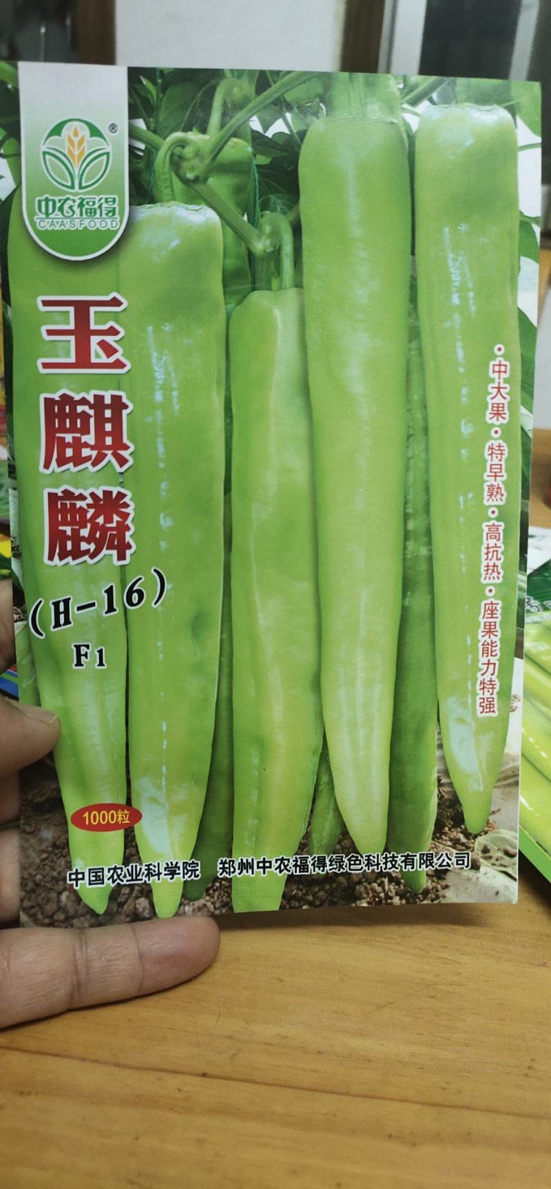 辣椒种子玉麒麟黄皮尖椒，果色黄亮，抗热，耐湿，