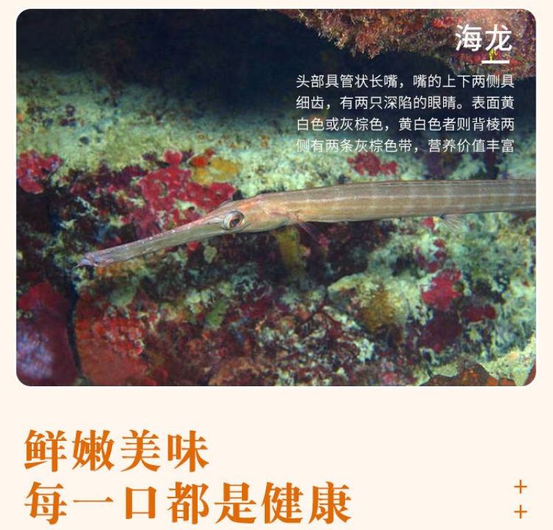 【国产】新鲜海龙鱼4斤海捕海龙鱼尖嘴鱼海洋珍品滋补食材