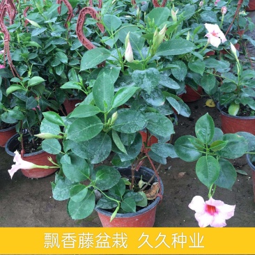 飘香藤绿植盆栽花卉四季开花植物室内阳台爬藤植物庭院双喜藤
