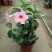 飘香藤绿植盆栽花卉四季开花植物室内阳台爬藤植物庭院双喜藤