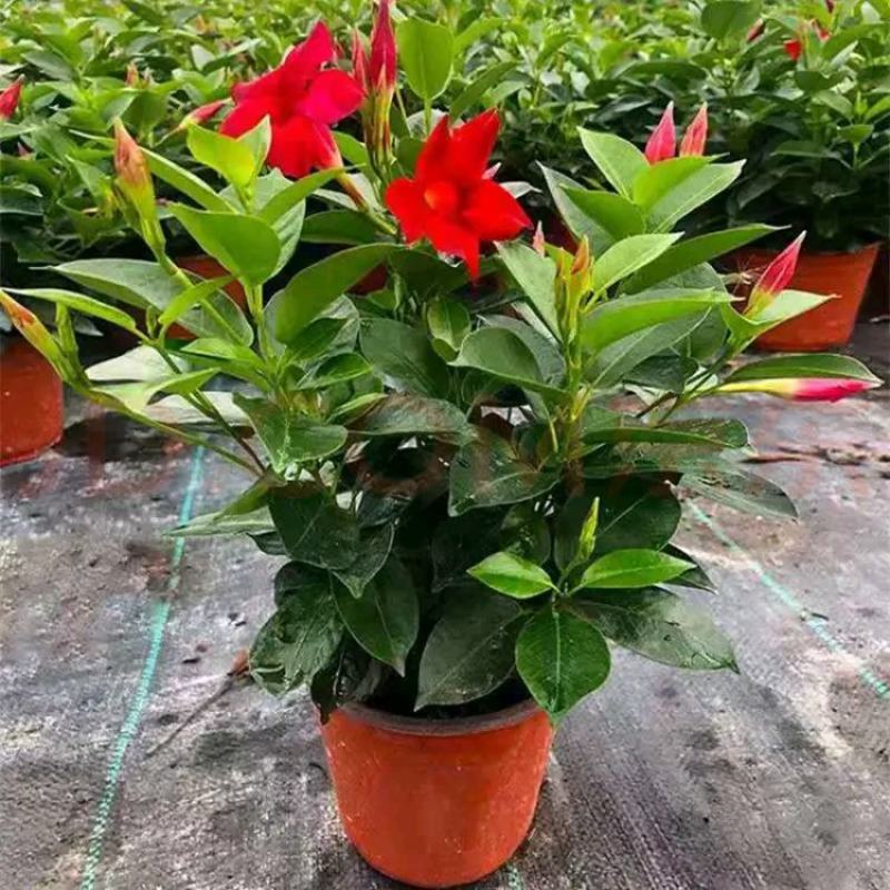飘香藤绿植盆栽花卉四季开花植物室内阳台爬藤植物庭院双喜藤