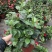 飘香藤绿植盆栽花卉四季开花植物室内阳台爬藤植物庭院双喜藤