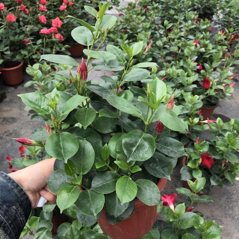 飘香藤绿植盆栽花卉四季开花植物室内阳台爬藤植物庭院双喜藤