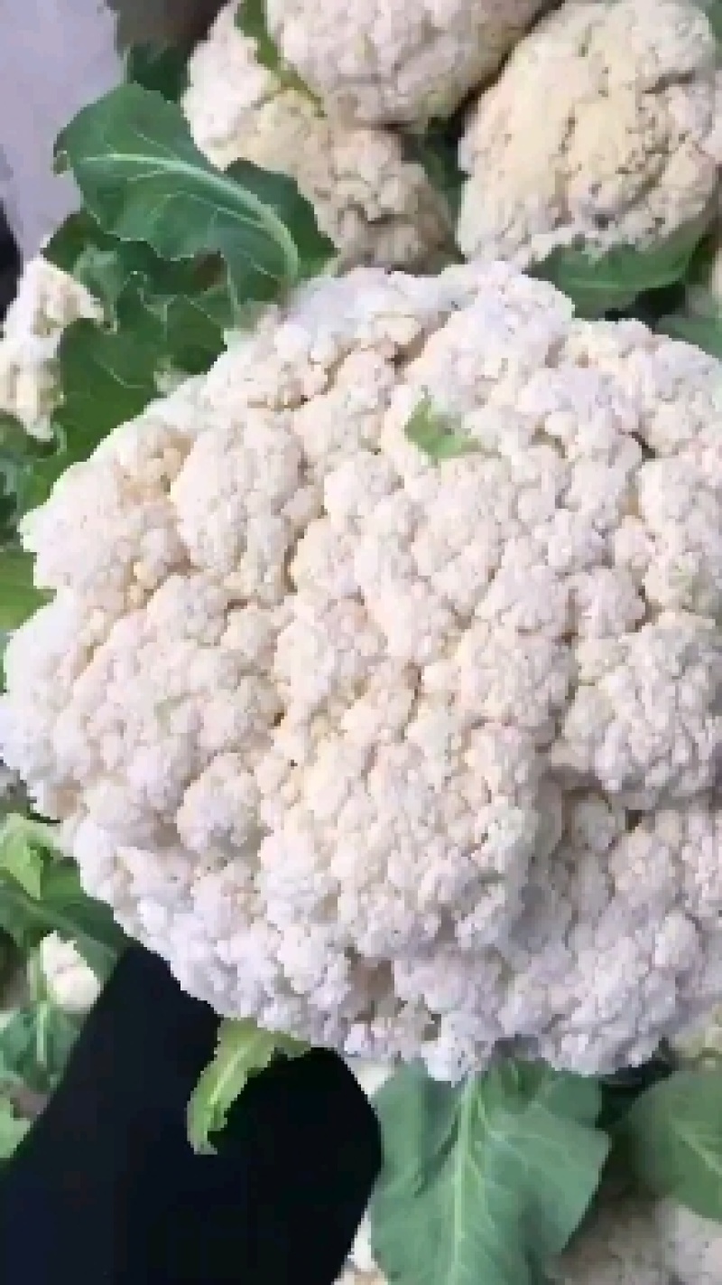 松花菜产地直销保质保量，支持视频看货。