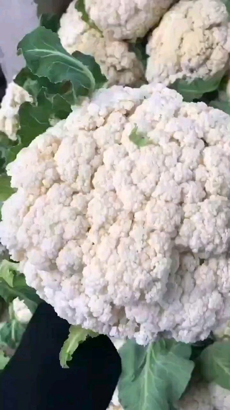 松花菜产地直销保质保量，支持视频看货。