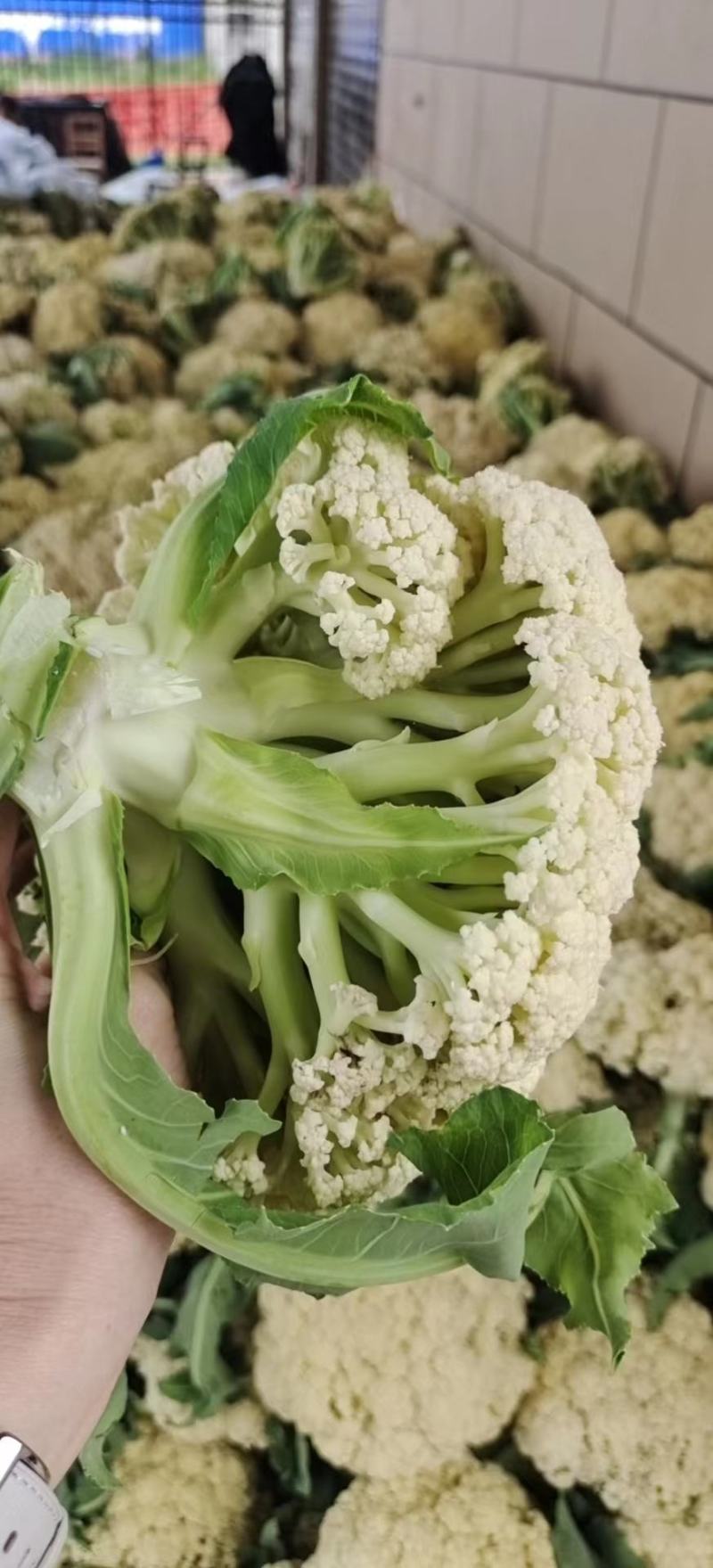 松花菜产地直销保质保量，支持视频看货。