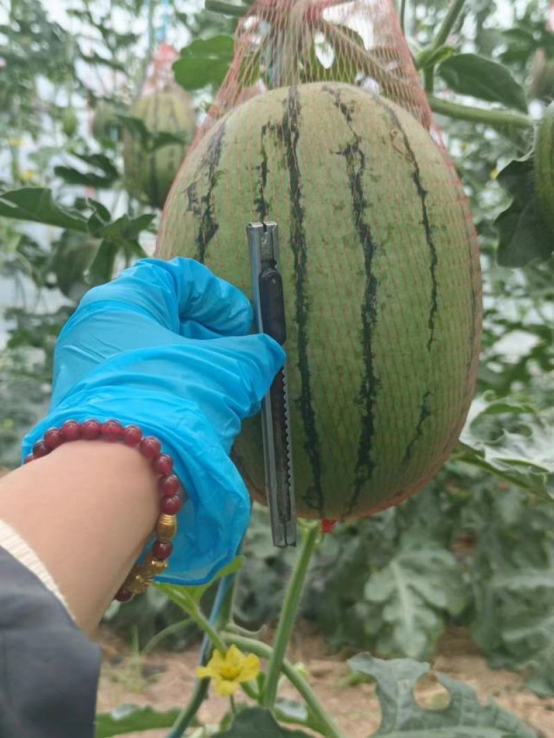 要想装好瓜蒲城是你家吊兰西瓜产地直销