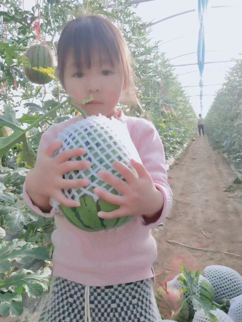 要想装好瓜蒲城是你家吊兰西瓜产地直销