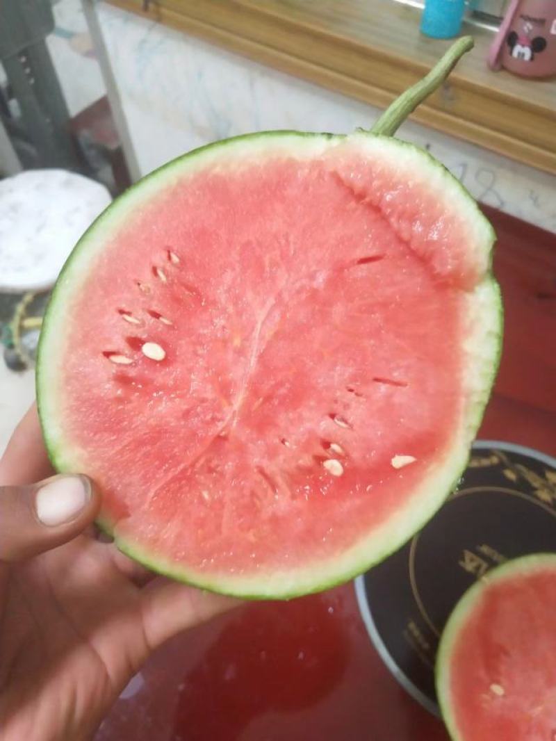 要想装好瓜蒲城是你家吊兰西瓜产地直销