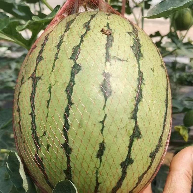 要想装好瓜蒲城是你家吊兰西瓜产地直销