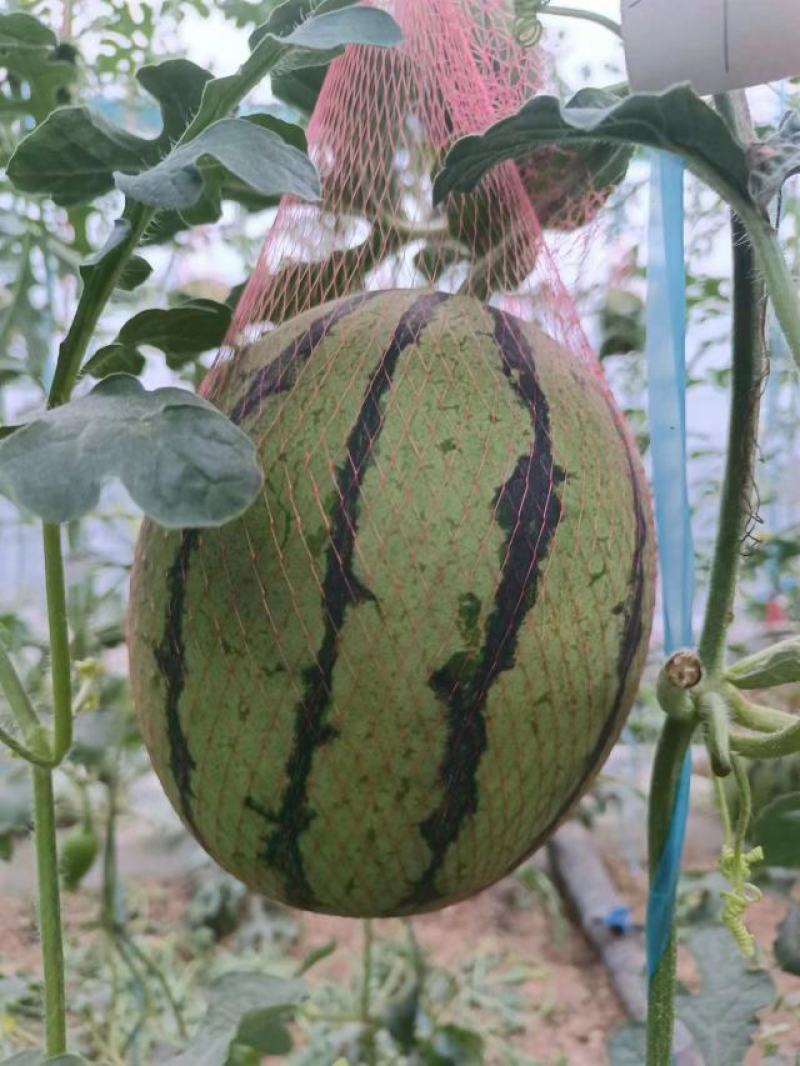 要想装好瓜蒲城是你家吊兰西瓜产地直销