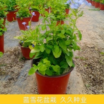 蓝雪花盆栽藤本蓝雪花带花苞庭院阳台室内四季花卉多年生爬藤