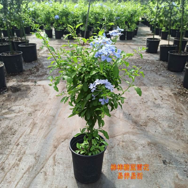 蓝雪花盆栽藤本蓝雪花带花苞庭院阳台室内四季花卉多年生爬藤