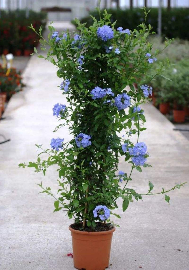 蓝雪花盆栽藤本蓝雪花带花苞庭院阳台室内四季花卉多年生爬藤