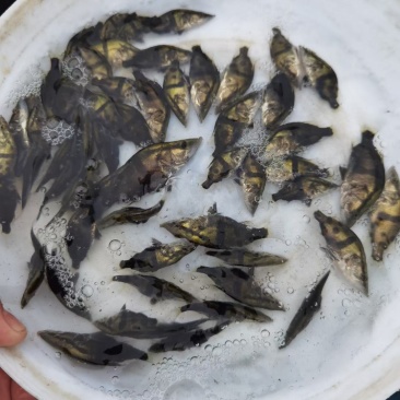 鳜鱼苗桂花鱼苗水花种苗班鳜鱼苗特种鱼苗