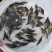 鳜鱼苗桂花鱼苗水花种苗班鳜鱼苗特种鱼苗