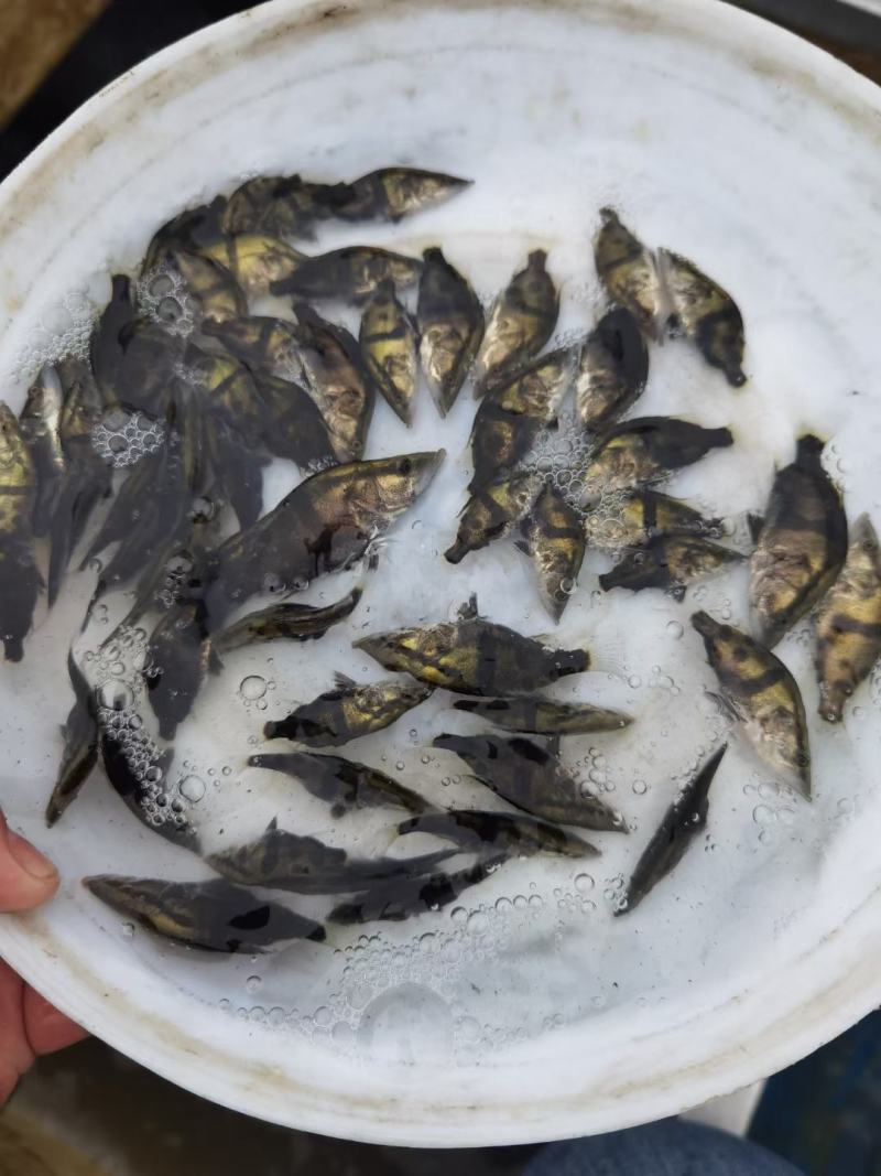 鳜鱼苗桂花鱼苗水花种苗班鳜鱼苗特种鱼苗
