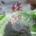 汉中仙毫绿茶