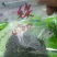 汉中仙毫绿茶