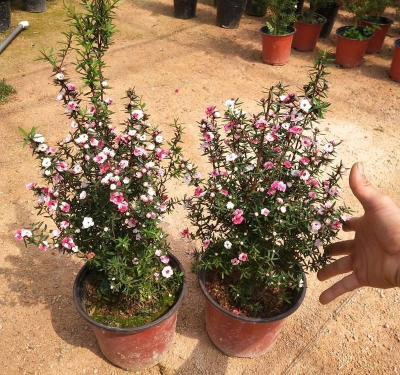 松红梅花卉带花苞多色盆栽客厅阳台庭院花卉盆栽四季开花好养
