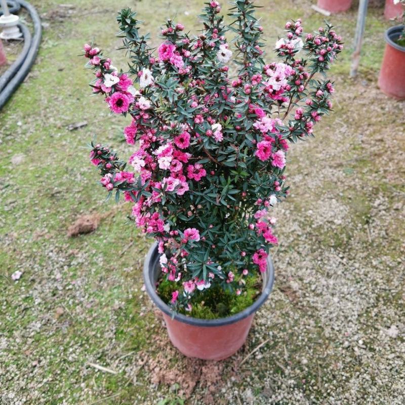 松红梅花卉带花苞多色盆栽客厅阳台庭院花卉盆栽四季开花好养