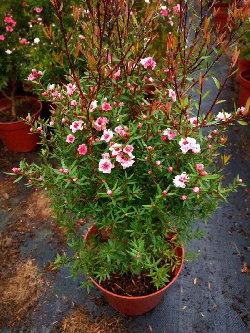 松红梅花卉带花苞多色盆栽客厅阳台庭院花卉盆栽四季开花好养