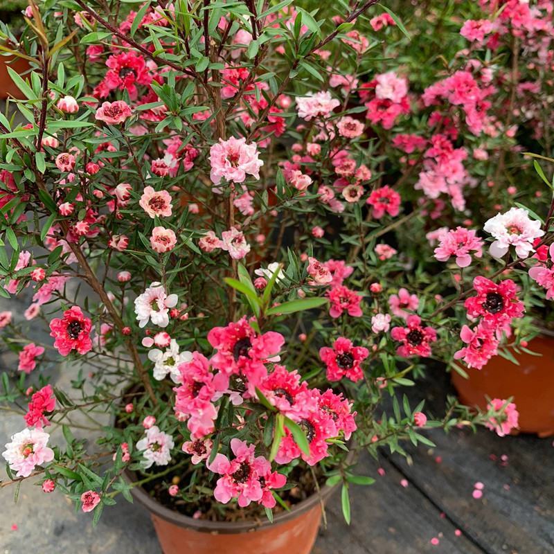 松红梅花卉带花苞多色盆栽客厅阳台庭院花卉盆栽四季开花好养