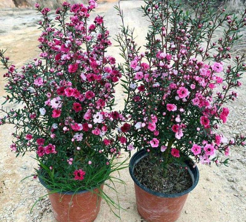 松红梅花卉带花苞多色盆栽客厅阳台庭院花卉盆栽四季开花好养