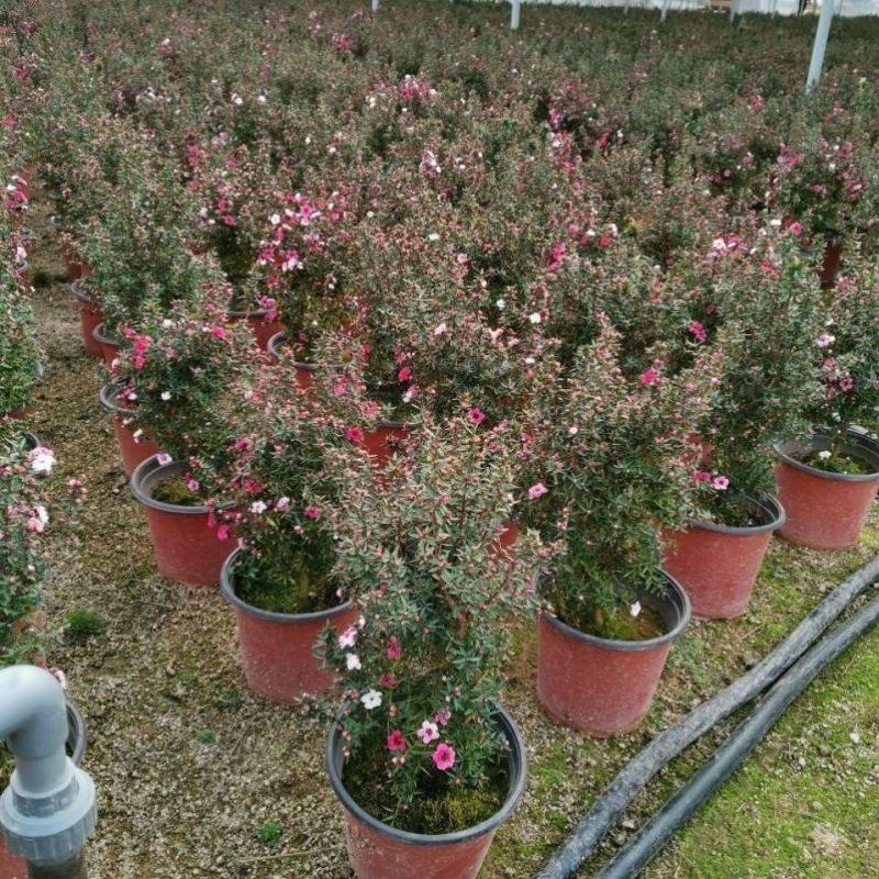 松红梅花卉带花苞多色盆栽客厅阳台庭院花卉盆栽四季开花好养