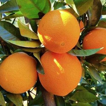 湖北秭归脐橙,秭归夏橙,可视频看货,地头看园摘果直接发货