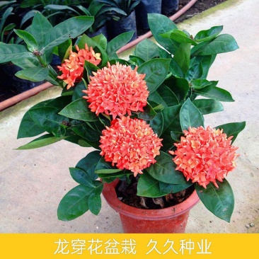龙船花盆栽带花苞室外庭院花园室内阳台四季开花植物绣球花卉
