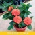 龙船花盆栽带花苞室外庭院花园室内阳台四季开花植物绣球花卉