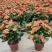 龙船花盆栽带花苞室外庭院花园室内阳台四季开花植物绣球花卉