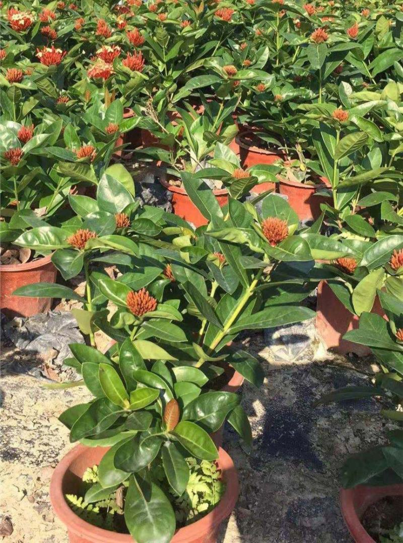 龙船花盆栽带花苞室外庭院花园室内阳台四季开花植物绣球花卉