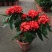 龙船花盆栽带花苞室外庭院花园室内阳台四季开花植物绣球花卉