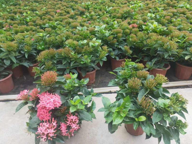 龙船花盆栽带花苞室外庭院花园室内阳台四季开花植物绣球花卉