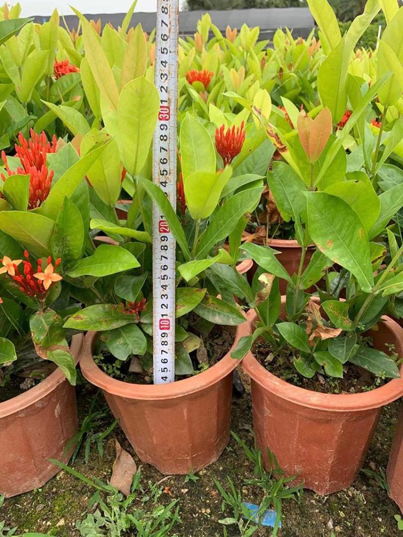 龙船花盆栽带花苞室外庭院花园室内阳台四季开花植物绣球花卉