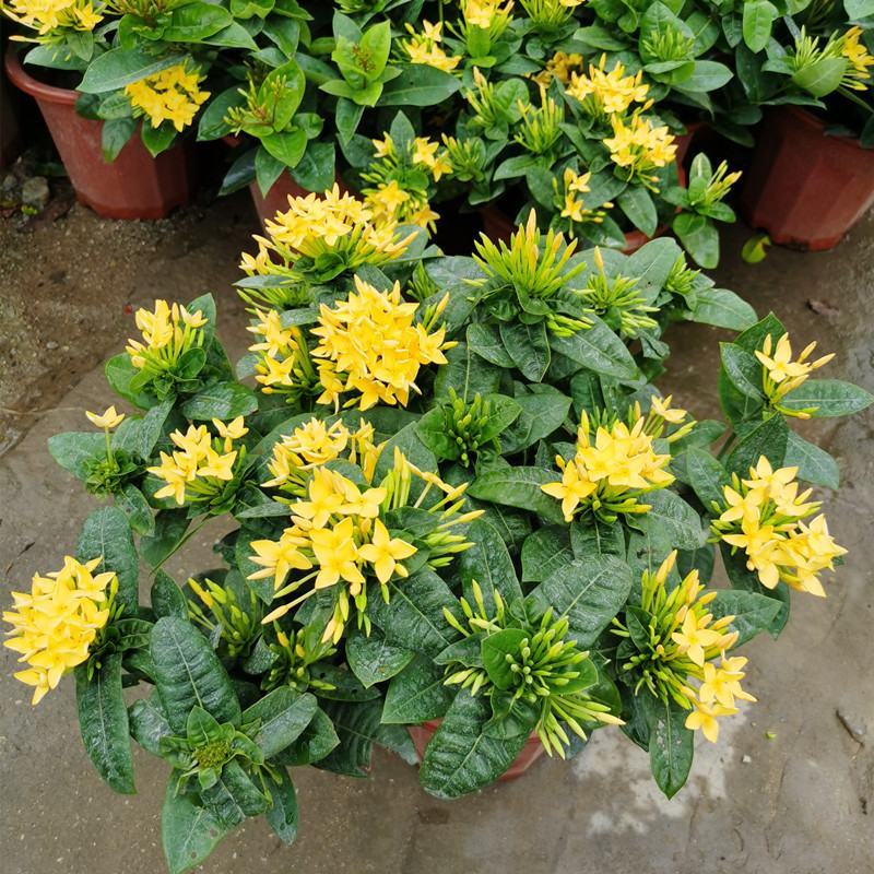 龙船花盆栽带花苞室外庭院花园室内阳台四季开花植物绣球花卉