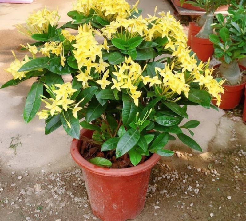 龙船花盆栽带花苞室外庭院花园室内阳台四季开花植物绣球花卉