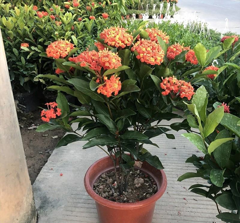 龙船花盆栽带花苞室外庭院花园室内阳台四季开花植物绣球花卉