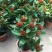 龙船花盆栽带花苞室外庭院花园室内阳台四季开花植物绣球花卉