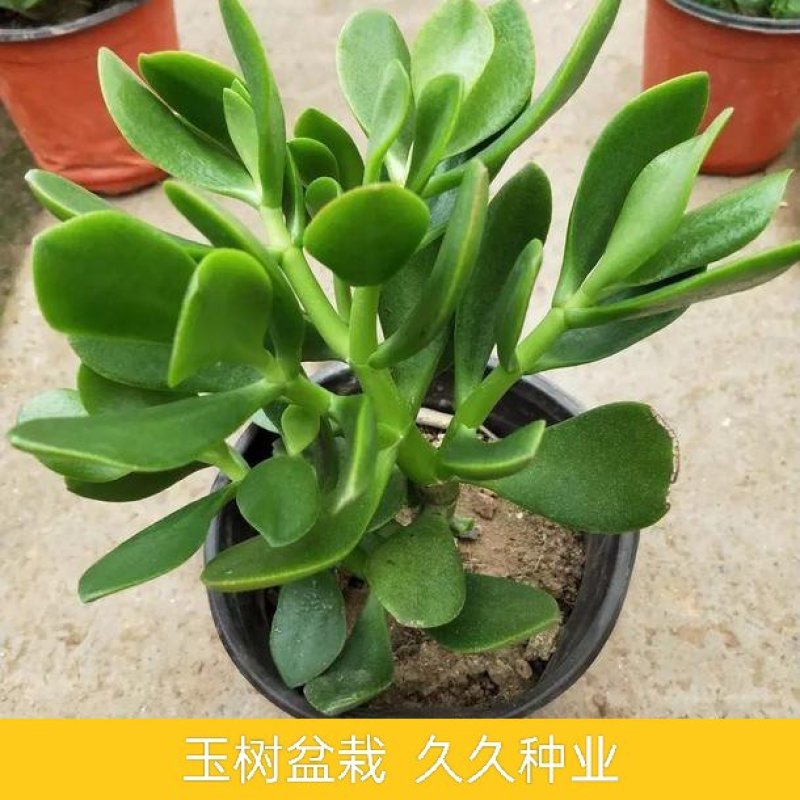玉树盆栽花卉